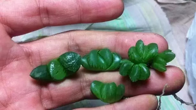 綠母實驗深度探討與觀點闡述，最新進展與闡述
