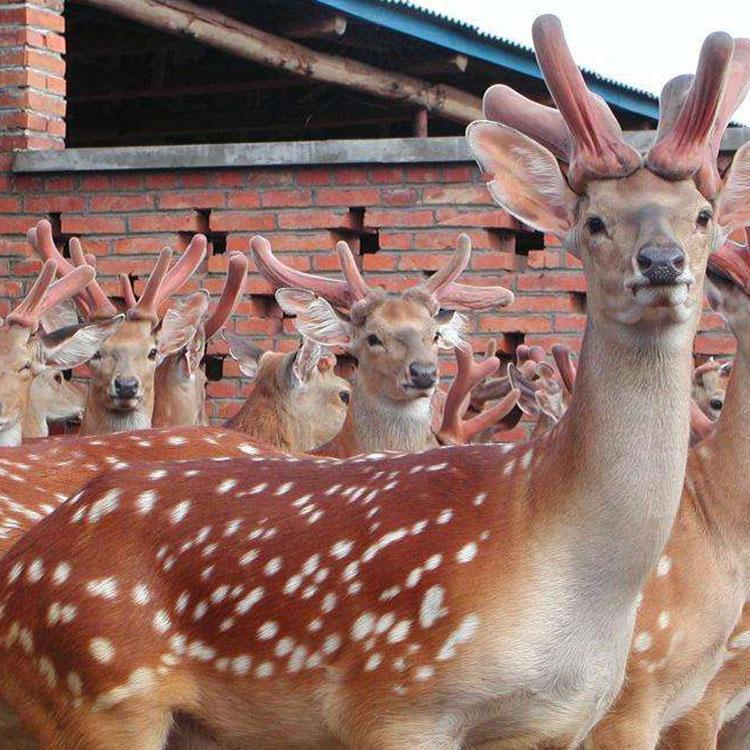 梅花鹿價格行情深度解析與探討